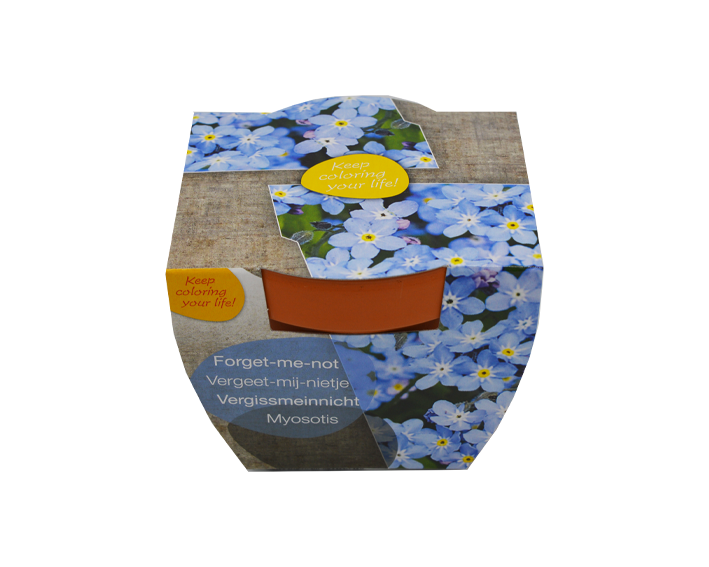 Kit de fleurs en pot de terre cuite